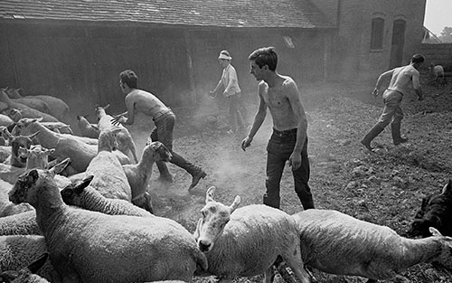 Catching sheep for dipping, Wichenford Worcs  (1969)