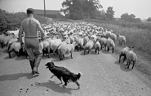 Taking sheep for their annual dip, Wichenford Worcs  (1969)